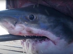 Wow, Hiu Seberat 725 Kg Ini Muncul di Lepas Pantai Florida