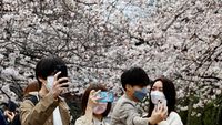 Berlibur Ke Jepang Saat Bunga Sakura Bermekaran, Kapan Waktunya ...