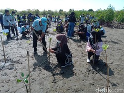Jaga Ekosistem, Mahasiswa Ciamis Tanam Mangrove di Pangandaran
