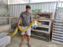 Ternak Ular Piton, Pria Wonogiri Ini Cuan Jutaan