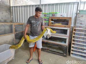 Ternak Ular Piton, Pria Wonogiri Ini Cuan Jutaan Ternak Ular Piton, Pria Wonogiri Ini Cuan Jutaan