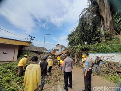 Pohon Tua Tumbang di Sumedang, Ganggu Pasokan Listrik Dua Desa