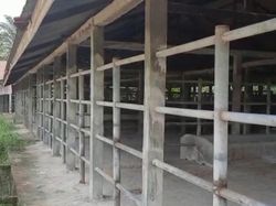 Rumah Potong di Riau Setop Sembelih Sapi Imbas Wabah LSD