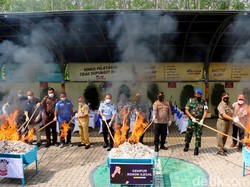 Ribuan Rokok Ilegal Dimusnahkan Bea Cukai Banyuwangi