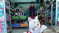 Bikin Ngakak! Aksi Santai Para Kucing Merajai Supermarket dan Nyuri Makanan