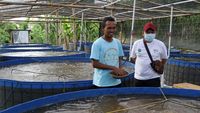 Budidaya Ikan dengan Sistem Bioflok di Brebes