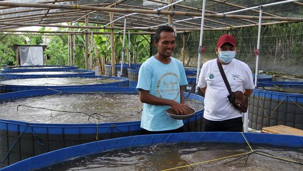 Budidaya Ikan dengan Sistem Bioflok di Brebes