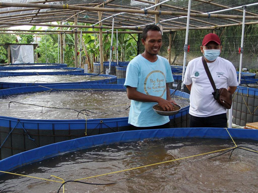 Budidaya Ikan dengan Sistem Bioflok di Brebes
