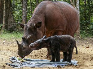 TN Way Kambas Sengaja Dibakar! Banyak Hewan Mati