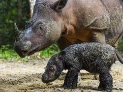 Badak Indonesia Langka yang Melahirkan Disoroti Media Asing