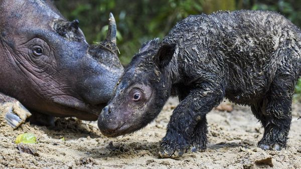 Gemas! Ini Bayi Badak yang Baru Lahir di Taman Nasional Way Kambas