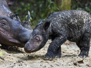 Gemas! Ini Bayi Badak yang Baru Lahir di Taman Nasional Way Kambas