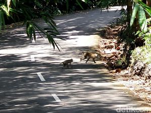Kawanan Monyet Teror Lahan Pertanian di 9 Kapanewon Gunungkidul