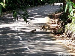 Kawanan Monyet Teror Lahan Pertanian di 9 Kapanewon Gunungkidul