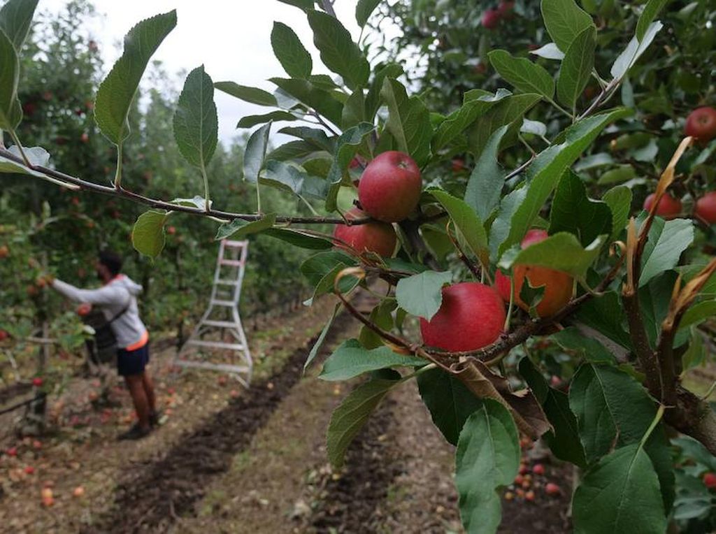 Kesepakatan Telah Ditandatangani, Australia Akan Datangkan Pekerja Pertanian dari Vietnam