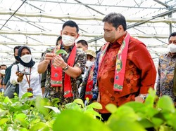Deforestasi RI Turun 75%, Airlangga: Wujud Implementasi Green Economy