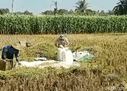Sulit Dapat Solar untuk Traktor-Mesin Giling, Petani Sukabumi Menjerit