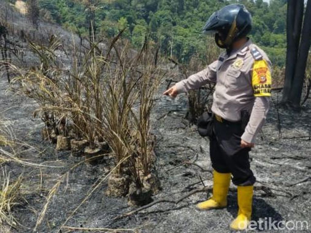 70 Ha Lahan di Rokan Hulu Terbakar, Pemadaman Terkendala Ketersediaan Air