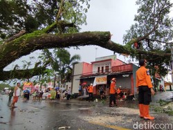 Hujan Angin Terjang Ciamis, Sejumlah Pohon di Jalan Nasional Tumbang