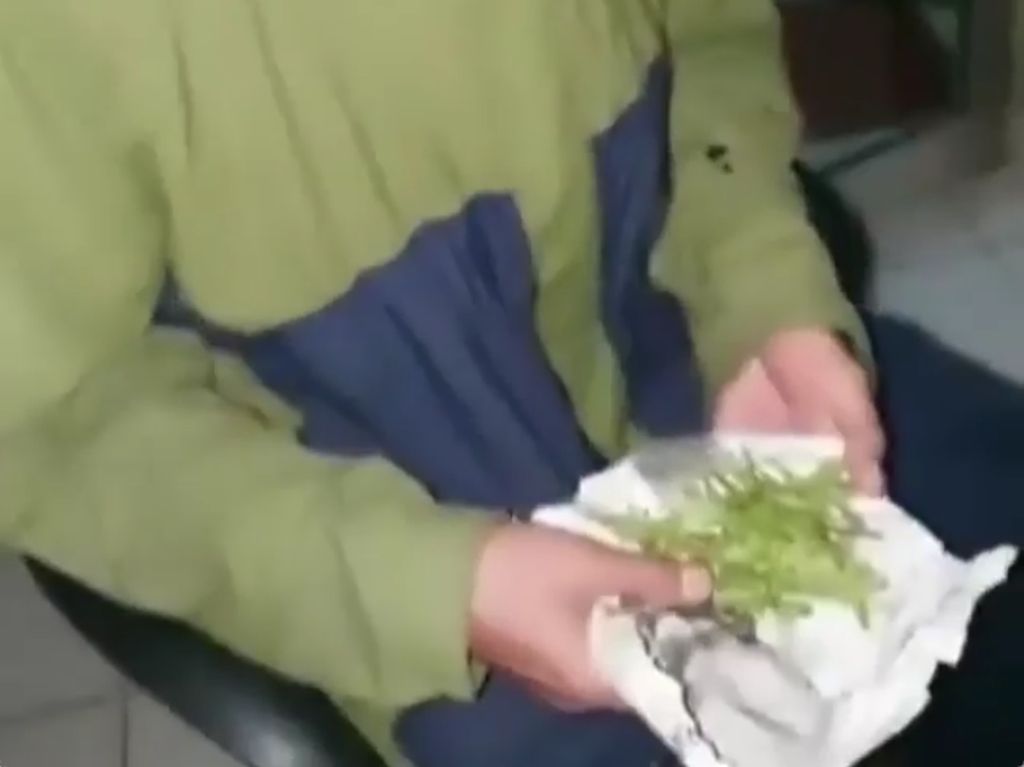 Kocak! Beli Ganja Dapatnya Daun Tanaman Hias, Pria Palembang Lapor Polisi Kocak! Beli Ganja Dapatnya Daun Tanaman Hias, Pria Palembang Lapor Polisi