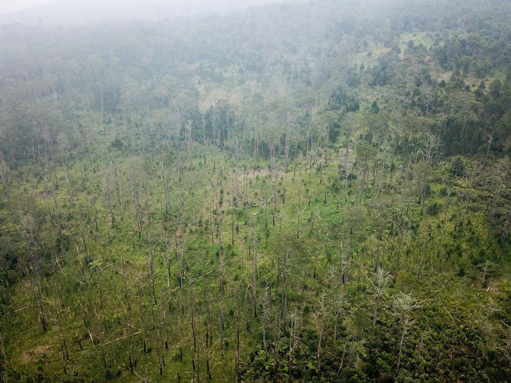 Penampakan Terkini Kawasan Hutan Lindung di Tangkuban Parahu