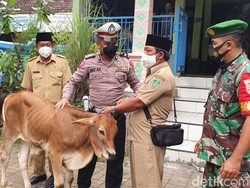 Sujud, Pencari Rumput yang Beruntung Dapat Hadiah Sapi Saat Vaksinasi
