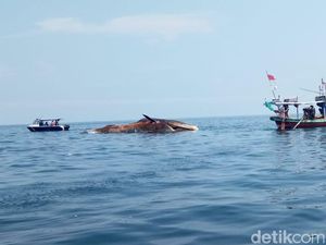 Bangkai Paus Bungkuk 20 Meter di Perairan Sampang Ditenggelamkan Bangkai Paus Bungkuk 20 Meter di Perairan Sampang Ditenggelamkan