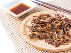 Belalang Goreng dari Gunungkidul, Bisa Jadi Oleh-oleh Lebaran