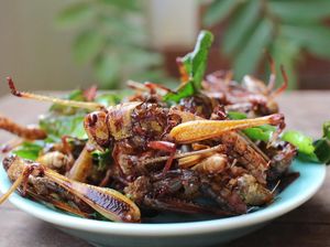 Belalang Goreng Populer di Gunung Kidul, Halal Dikonsumsi Muslim Belalang Goreng Populer di Gunung Kidul, Halal Dikonsumsi Muslim