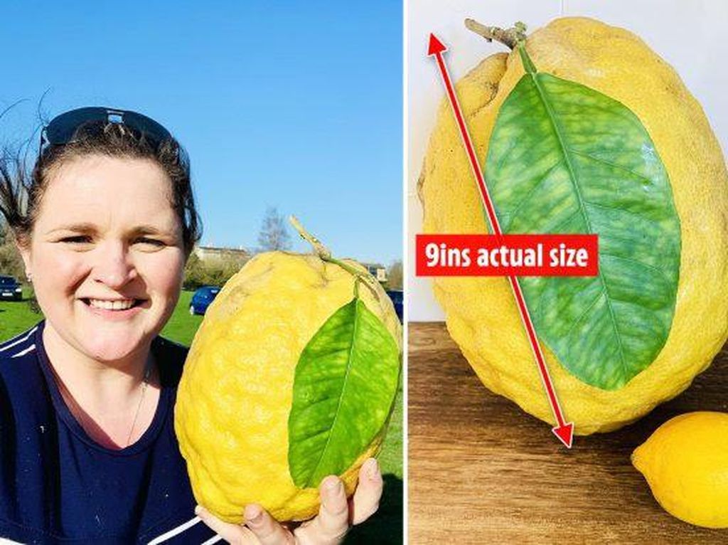 Wow! Sebutir Lemon Raksasa Ini Beratnya Hampir 2 Kilogram