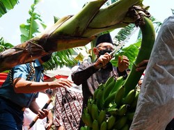 Penjelasan Jubir soal Maksud Wapres Makan 2 Pisang Tak Perlu Makan Nasi