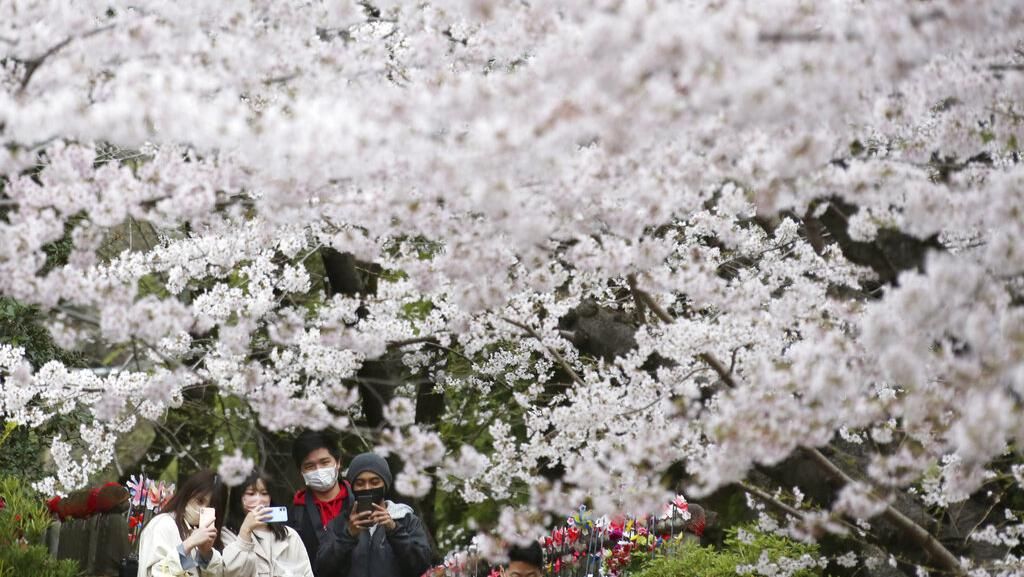 Indahnya Musim Bunga Sakura, Pelipur Lara di Tengah Wabah Corona