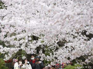 Indahnya Musim Bunga Sakura, Pelipur Lara di Tengah Wabah Corona