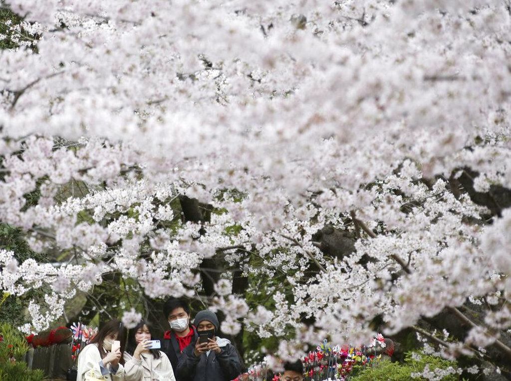 Indahnya Musim Bunga Sakura, Pelipur Lara di Tengah Wabah Corona Indahnya Musim Bunga Sakura, Pelipur Lara di Tengah Wabah Corona