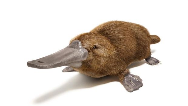platypus