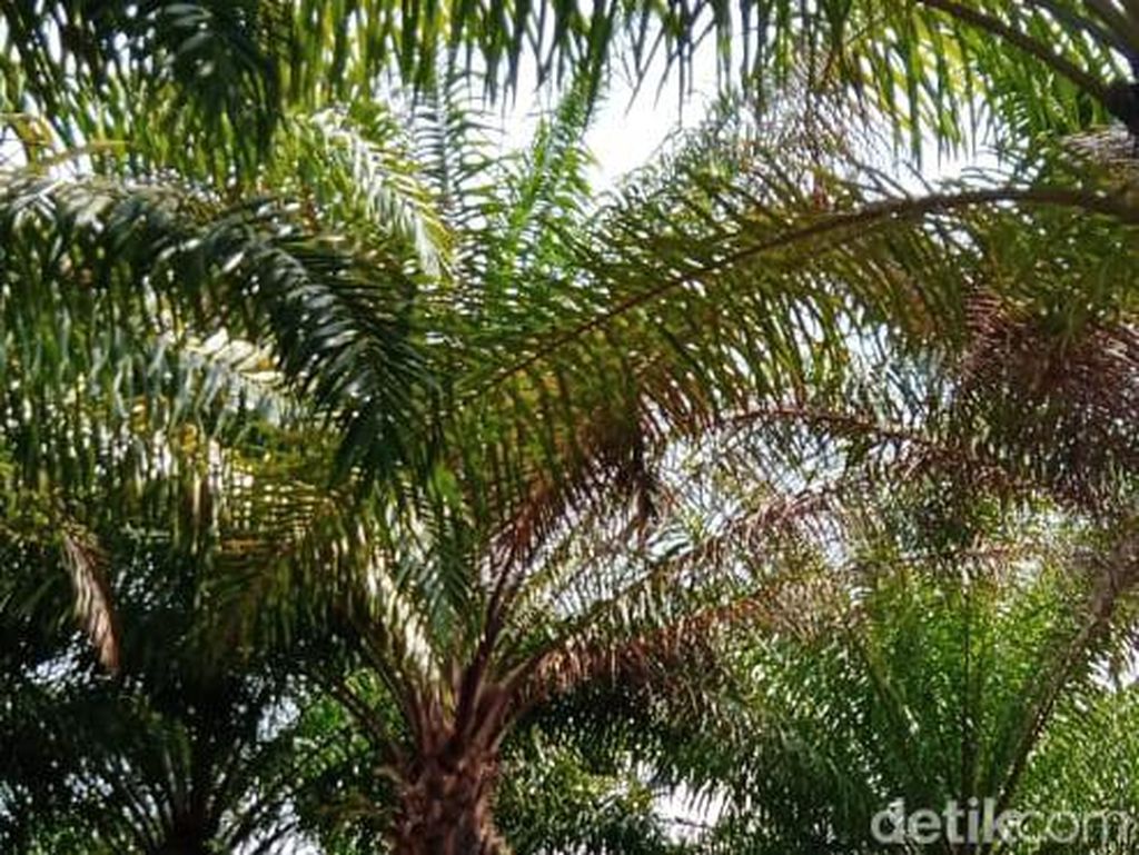 Lahan Diserobot-Dianiaya, Ratusan Petani Sawit Ngadu ke Komnas HAM Lahan Diserobot-Dianiaya, Ratusan Petani Sawit Ngadu ke Komnas HAM