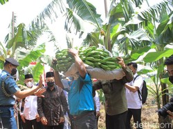 Wapres Maruf Amin Dukung Ekspor Pisang Ponorogo