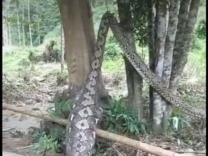 Geger Warga Enrekang Temukan Ular Piton 7 Meter Habis Makan Babi