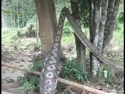 Geger Warga Enrekang Temukan Ular Piton 7 Meter Habis Makan Babi