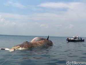 Bangkai Paus Bungkuk 20 Meter di Sampang Gagal Ditenggelamkan Bangkai Paus Bungkuk 20 Meter di Sampang Gagal Ditenggelamkan
