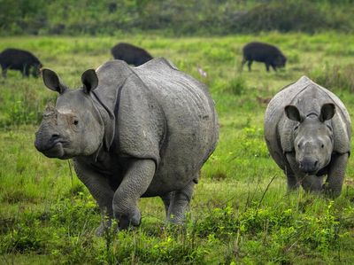 Populasi Badak di India Meningkat Gegara Pandemi, Kok Bisa?