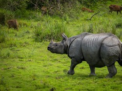 Mengapa Badak Kulitnya Tebal dan Kuat?
