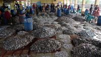 Gokil! Begini Melimpahnya Hasil Tangkapan Ikan di Kendal