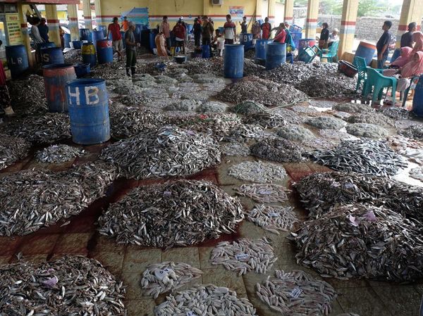Gokil! Begini Melimpahnya Hasil Tangkapan Ikan di Kendal