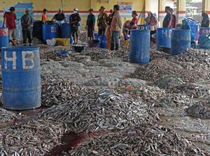 Pemkab Kendal Akan Kembangkan 3 Tempat Lelang Ikan, Ini Lokasinya
