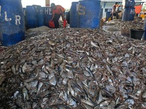 Konsumsi Ikan Saat Ramadan Diprediksi Capai 2,64 Juta Ton Konsumsi Ikan Saat Ramadan Diprediksi Capai 2,64 Juta Ton
