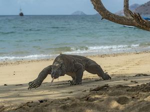 Lansia di NTT Terluka Usai Digigit Komodo yang Sempat Dia Usir Lansia di NTT Terluka Usai Digigit Komodo yang Sempat Dia Usir