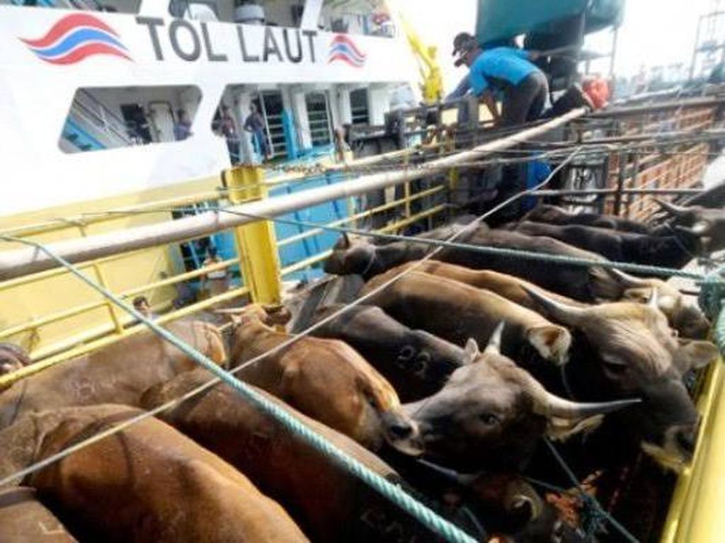 Cegah Tertular Penyakit Mulut dan Kuku, Sapi Kurban Dikirim via Tol Laut Cegah Tertular Penyakit Mulut dan Kuku, Sapi Kurban Dikirim via Tol Laut