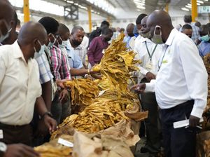 Harumnya Tembakau Zimbabwe, Daun Emas dari Afrika Harumnya Tembakau Zimbabwe, Daun Emas dari Afrika