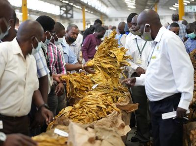 Harumnya Tembakau Zimbabwe, Daun Emas dari Afrika